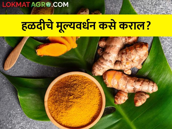 Opportunities in turmeric processing | हळदीचे प्रक्रियायुक्त पदार्थ बनविण्यातील संधी Opportunities in turmeric processing | हळदीचे प्रक्रियायुक्त पदार्थ बनविण्यातील संधी