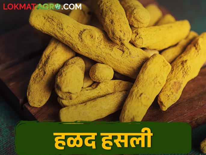 A record break after twelve years; Rajapuri Turmeric get highest market Price | Turmeric Market बारा वर्षानंतर रेकॉर्ड ब्रेक; राजापुरी हळदीला सोन्याचा भाव A record break after twelve years; Rajapuri Turmeric get highest market Price | Turmeric Market बारा वर्षानंतर रेकॉर्ड ब्रेक; राजापुरी हळदीला सोन्याचा भाव