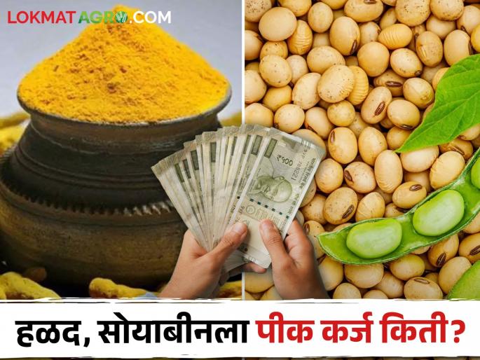 Latest news Commencement of distribution of crop loan for Kharif season 2024 check details | यंदा हळदीसाठी 1.26 लाख तर सोयाबीन पिकासाठी घ्या हेक्टरी 59 हजारपर्यंत कर्ज!, वाचा सविस्तर