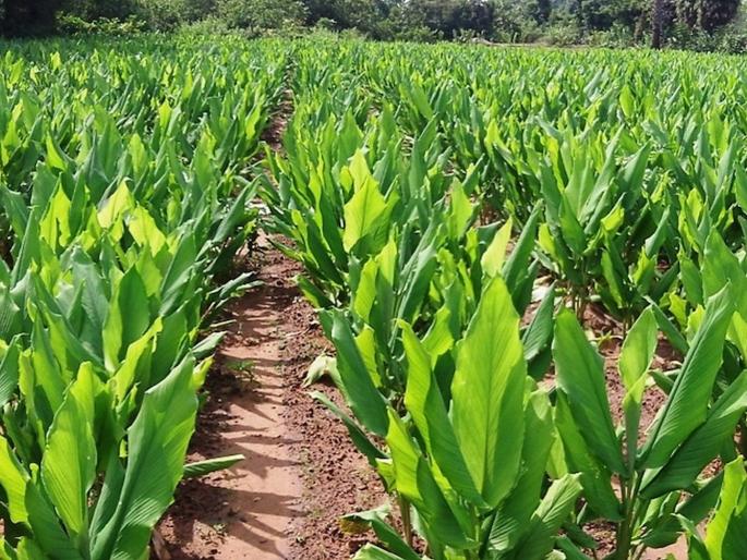 Preference for cash crops in Marathwada | मराठवाड्यात नगदी पिकांना प्राधान्य; खरिपाचा पॅटर्न बदलतोय Preference for cash crops in Marathwada | मराठवाड्यात नगदी पिकांना प्राधान्य; खरिपाचा पॅटर्न बदलतोय