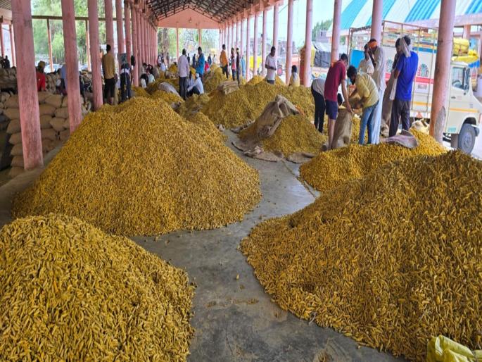 Hingoli fall in the price of turmeric Disappointment of farmers | हळदीच्या भावात एक हजाराची घसरण; शेतकऱ्यांची निराशा Hingoli fall in the price of turmeric Disappointment of farmers | हळदीच्या भावात एक हजाराची घसरण; शेतकऱ्यांची निराशा