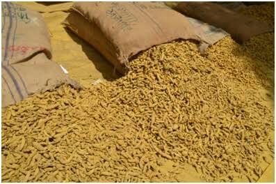 Washim: adverse weather afected turmeric production! | वाशिम : प्रतिकुल हवामानाचा हळद उत्पादनावर परिणाम! Washim: adverse weather afected turmeric production! | वाशिम : प्रतिकुल हवामानाचा हळद उत्पादनावर परिणाम!