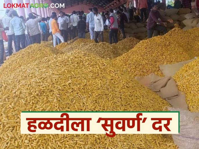latest news Halad Bajarbhav: 'Golden' price for Halad; Record price is being obtained in 'this' market Read in detail | Halad Bajarbhav: हळदीला 'सुवर्ण' दर; 'या' बाजारात मिळतोय विक्रम भाव वाचा सविस्तर
