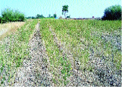 In Jat taluka, there is a slump in the growth: Farmers in financial crisis | जत तालुक्यामध्ये तुरीची वाढ खुंटली : शेतकरी आर्थिक संकटात In Jat taluka, there is a slump in the growth: Farmers in financial crisis | जत तालुक्यामध्ये तुरीची वाढ खुंटली : शेतकरी आर्थिक संकटात