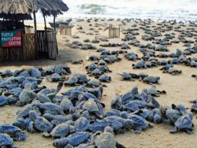 olive ridley sea turtle in Agonad-Galijibag coastline in Goa | गोव्यातील आगोंद-गालजीबाग किनारपट्टीवर ऑलिव्ह रिडले कासवांच्या 603 पिलांचा जन्म olive ridley sea turtle in Agonad-Galijibag coastline in Goa | गोव्यातील आगोंद-गालजीबाग किनारपट्टीवर ऑलिव्ह रिडले कासवांच्या 603 पिलांचा जन्म