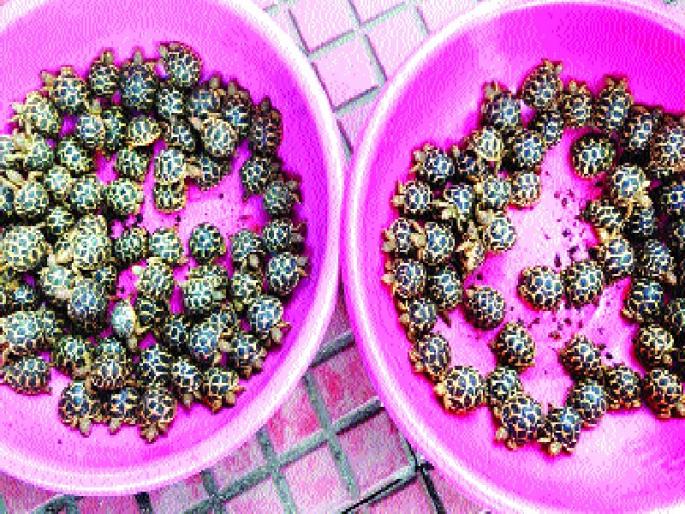 The arrest of the turban for the smuggling was done by forest officials | तस्करीसाठी कासवांची मागणी करणाऱ्याला वनखात्याने केली अटक The arrest of the turban for the smuggling was done by forest officials | तस्करीसाठी कासवांची मागणी करणाऱ्याला वनखात्याने केली अटक