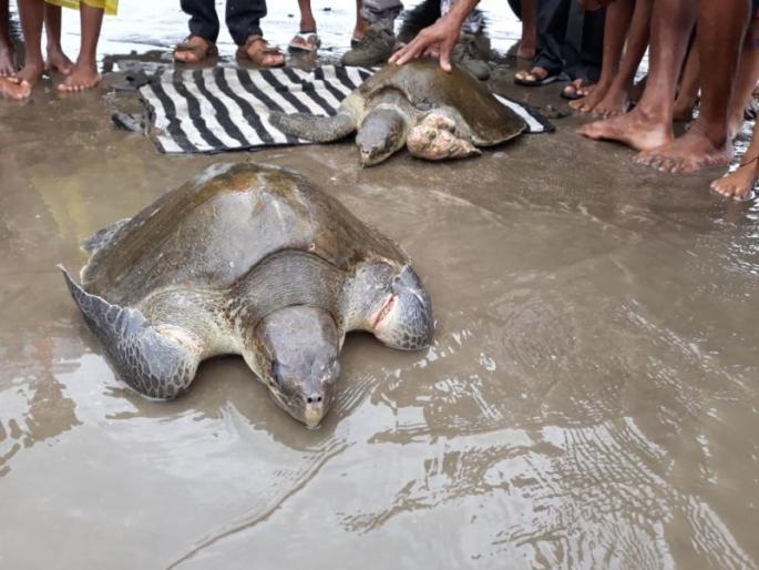 Eight injured persons found on the edge of Dahanu | डहाणूच्या किनाऱ्यावर आढळली आठ जखमी कासवं Eight injured persons found on the edge of Dahanu | डहाणूच्या किनाऱ्यावर आढळली आठ जखमी कासवं