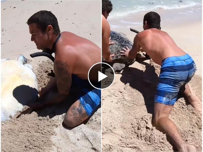 youtuber man step in to save stranded turtle rescue in beach video goes viral on social media  | दुर्गम समुद्रकिनारा, पाठीवर उलटे पडले होते कासव; 'देवदूत' बनून आलेल्या व्यक्तीने वाचवला जीव