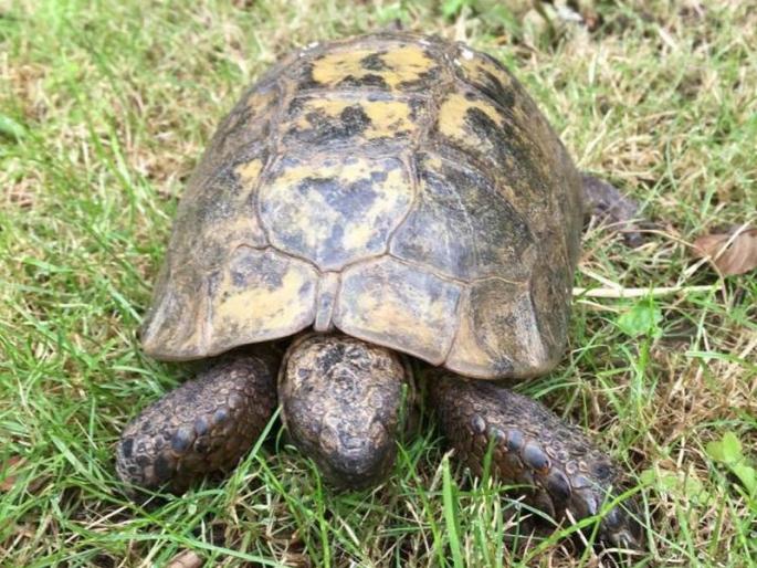 295 turtle left Karnataka in the park | २९५ कासवांना सोडले कर्नाटकातील उद्यानात 295 turtle left Karnataka in the park | २९५ कासवांना सोडले कर्नाटकातील उद्यानात