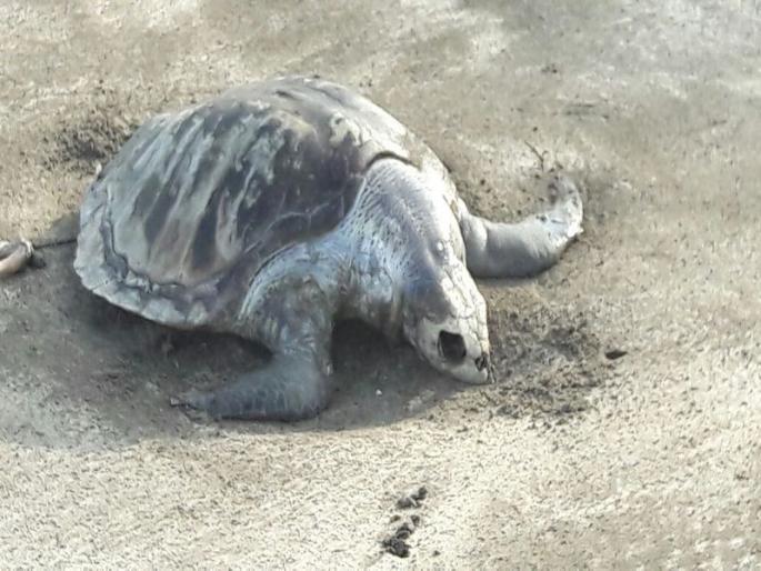 dead turtle found at Varsoli (Alibaug) beach | वरसोली(अलिबाग) समुद्र किनारी पुन्हा मृत कासव dead turtle found at Varsoli (Alibaug) beach | वरसोली(अलिबाग) समुद्र किनारी पुन्हा मृत कासव