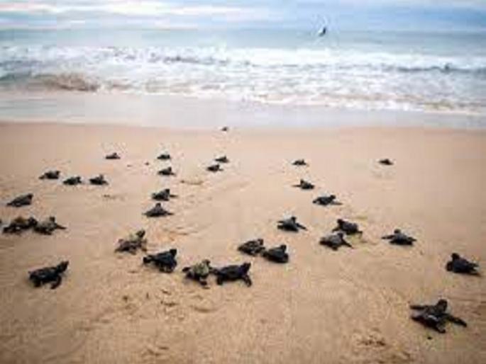 In nine years, 22,000 pigs were released into the sea for free range. | कासव संवर्धन आणि संरक्षण: नऊ वर्षांत २२ हजार पिले मुक्त विहारासाठी समुद्राकडे