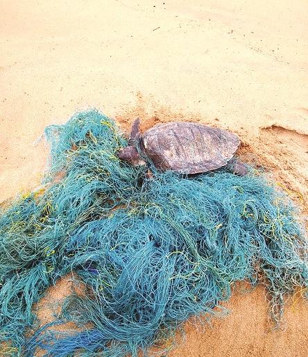 Six turtles were found in Devgad on the same day, four injured after being caught in a trap | देवगडात एकाच दिवशी सहा कासवे सापडली, जाळ्यात अडकल्याने चार जखमी Six turtles were found in Devgad on the same day, four injured after being caught in a trap | देवगडात एकाच दिवशी सहा कासवे सापडली, जाळ्यात अडकल्याने चार जखमी