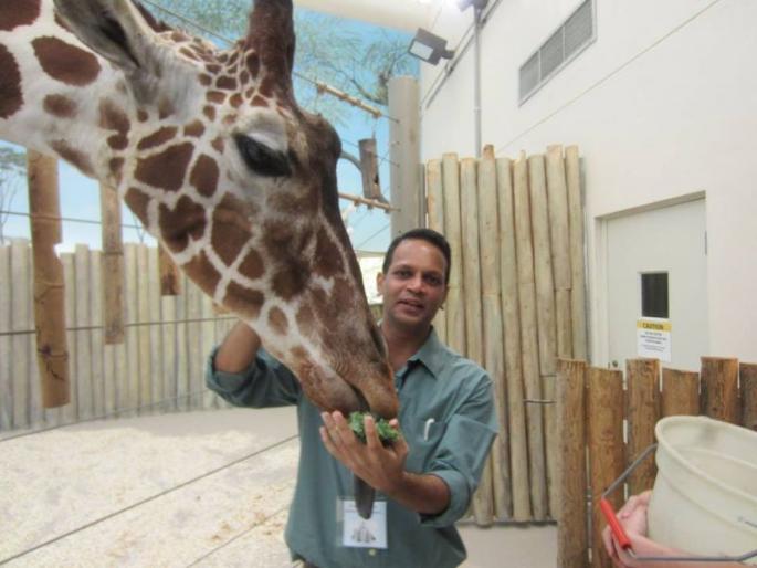 Friend of giraffes; Jobs in corporate sector left for favorite work | जिराफांचा मित्र; आवडीच्या कामासाठी सोडली कॉर्पोरेट क्षेत्रातील नोकरी Friend of giraffes; Jobs in corporate sector left for favorite work | जिराफांचा मित्र; आवडीच्या कामासाठी सोडली कॉर्पोरेट क्षेत्रातील नोकरी