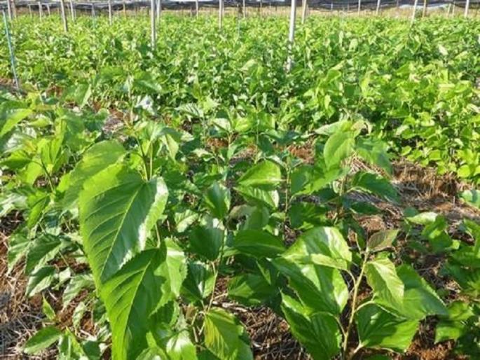 My Agriculture Scheme: Grant for Tuti cultivation | माझी कृषी योजना : तुती लागवडीसाठी अनुदान My Agriculture Scheme: Grant for Tuti cultivation | माझी कृषी योजना : तुती लागवडीसाठी अनुदान