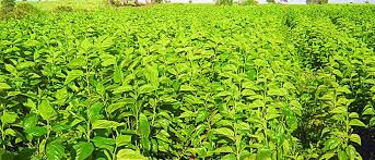 Start of tuti plants in the district of Washim for silk farming | रेशिम शेतीसाठी वाशिम जिल्ह्यात तुती रोपनिर्मितीस प्रारंभ Start of tuti plants in the district of Washim for silk farming | रेशिम शेतीसाठी वाशिम जिल्ह्यात तुती रोपनिर्मितीस प्रारंभ