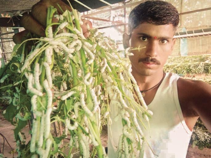 economic funding increased by Tuti cultivation | तुती लागवडीतून आर्थिक कोष