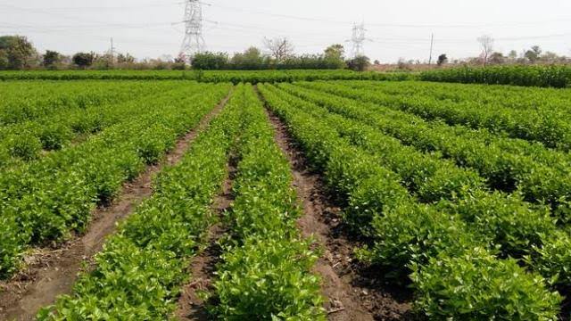 Shocking; The intensity of the summer reduced the area to 5 acres of mulberry | धक्कादायक; उन्हाच्या तीव्रतेमुळे राज्यात ६,५०० एकर तुतीचे क्षेत्र घटले Shocking; The intensity of the summer reduced the area to 5 acres of mulberry | धक्कादायक; उन्हाच्या तीव्रतेमुळे राज्यात ६,५०० एकर तुतीचे क्षेत्र घटले