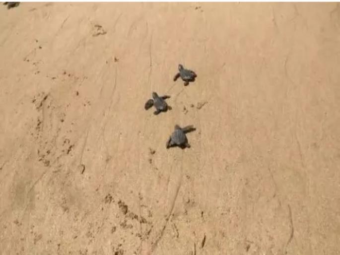 more than 50 turtle found at versova beach | वर्सोवा बीचवर भरली कासवांची जत्रा, 20 वर्षांनंतर आढळले ओलिव्ह रिडेल प्रजातीची कासवं more than 50 turtle found at versova beach | वर्सोवा बीचवर भरली कासवांची जत्रा, 20 वर्षांनंतर आढळले ओलिव्ह रिडेल प्रजातीची कासवं