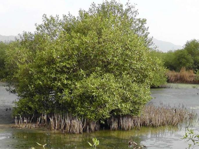 Tungal Mangal in Vasai, Tungal Mangal, despite the order of the High Court | वसईमध्ये तिवरांची घुसमट, उच्च न्यायालयाच्या आदेशानंतरही टंगळमंगळ