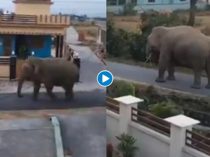 Video of elephants walking into streets this is how people are reacting myb | अचानक तुमच्यासमोर रस्त्यात हत्ती आल्यावर काय होईल? पहा व्हायरल व्हिडीओ Video of elephants walking into streets this is how people are reacting myb | अचानक तुमच्यासमोर रस्त्यात हत्ती आल्यावर काय होईल? पहा व्हायरल व्हिडीओ