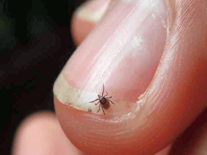 another scrub typhus death reported in vidarbha | Scrub Typhus : पूर्व विदर्भात स्क्राय टायफसचा दुसरा बळी, ९ रुग्णांची नोंद another scrub typhus death reported in vidarbha | Scrub Typhus : पूर्व विदर्भात स्क्राय टायफसचा दुसरा बळी, ९ रुग्णांची नोंद