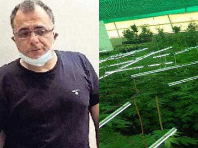 Citizen of israel hemp farming on the 15th floor in jaipur myb | बापरे! इमारतीच्या १५ व्या मजल्यावर गांज्याची शेती, ४ लाख रुपये किलो ने विकायचा गांजा Citizen of israel hemp farming on the 15th floor in jaipur myb | बापरे! इमारतीच्या १५ व्या मजल्यावर गांज्याची शेती, ४ लाख रुपये किलो ने विकायचा गांजा