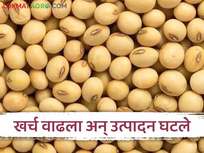 Soybean Farmers: Soybean costs increased and production decreased; Farmers expect a minimum price of Rs 6,000 | Soybean Farmers : सोयाबीनचा खर्च वाढला अन् उत्पादन घटले; शेतकऱ्यांना किमान सहा हजार रुपये दराची अपेक्षा Soybean Farmers: Soybean costs increased and production decreased; Farmers expect a minimum price of Rs 6,000 | Soybean Farmers : सोयाबीनचा खर्च वाढला अन् उत्पादन घटले; शेतकऱ्यांना किमान सहा हजार रुपये दराची अपेक्षा