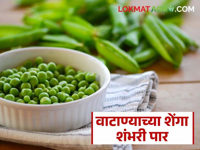 Pea pod prices rise to record high; market arrivals are low! | वाटाणा शेंगांच्या दरात उच्चांकी वाढ; बाजारात आवक मात्र कमीच! Pea pod prices rise to record high; market arrivals are low! | वाटाणा शेंगांच्या दरात उच्चांकी वाढ; बाजारात आवक मात्र कमीच!