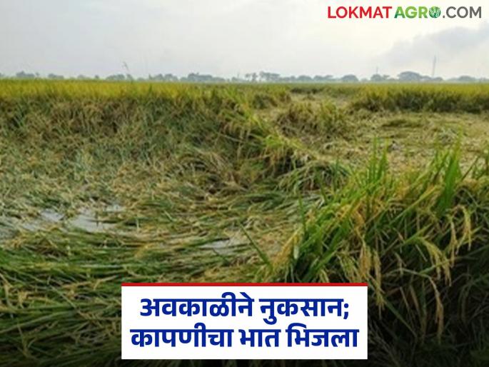 Unseasonal rains; loss even if rice is harvested, loss even if not harvested | अवकाळीचे थैमान; भात कापला तरी नुकसान अन् नाही कापला तरी नुकसान Unseasonal rains; loss even if rice is harvested, loss even if not harvested | अवकाळीचे थैमान; भात कापला तरी नुकसान अन् नाही कापला तरी नुकसान