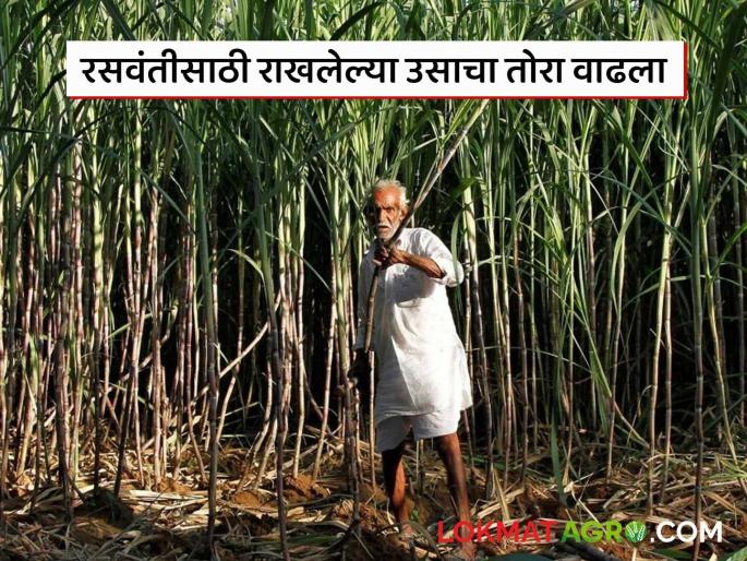 Demand for sugarcane increased from sugarcane drivers; Farmers who have stored sugarcane are getting the benefit of increased prices | रसवंती चालकांकडून उसाला मागणी वाढली; ऊस राखून ठेवलेल्या शेतकऱ्यांना मिळतोय वाढीव दराचा फायदा