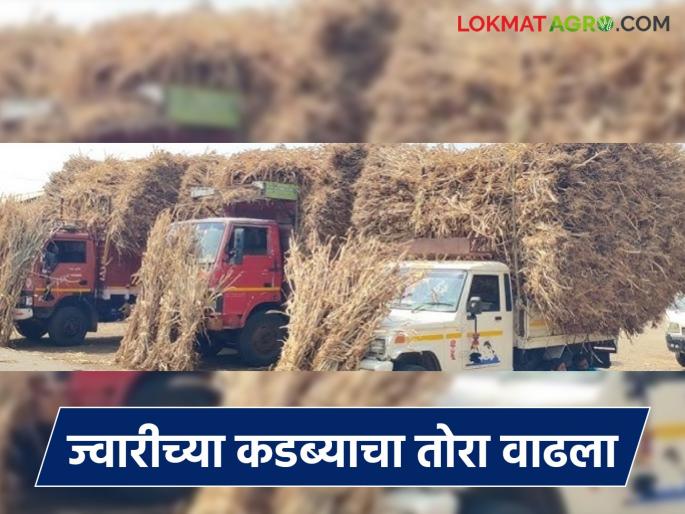 Severe shortage of wheat in Jat taluka; Kadabia is fetching higher prices than jowar | जत तालुक्यात वैरणीची तीव्र टंचाई; कडब्याला मिळतोय ज्वारीपेक्षा अधिक भाव Severe shortage of wheat in Jat taluka; Kadabia is fetching higher prices than jowar | जत तालुक्यात वैरणीची तीव्र टंचाई; कडब्याला मिळतोय ज्वारीपेक्षा अधिक भाव