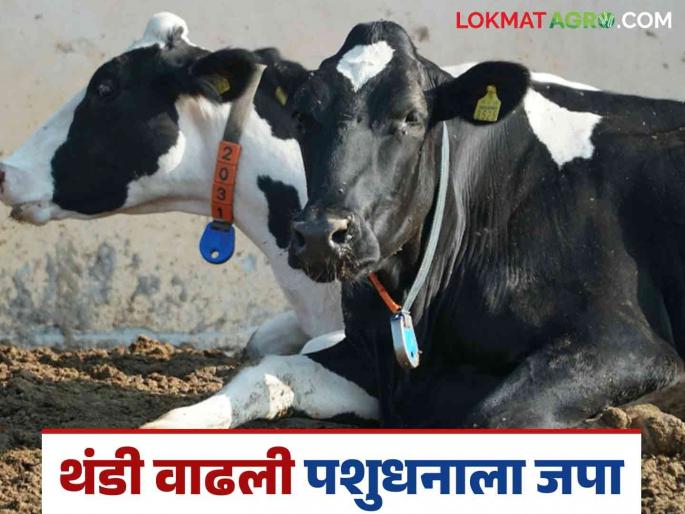 Animal Care In Winter : Take care of diseases that can affect livestock in winter | Animal Care In Winter : हिवाळ्यात पशुधनाला होऊ शकते आजारांची बाधा 'अशी' घ्या काळजी