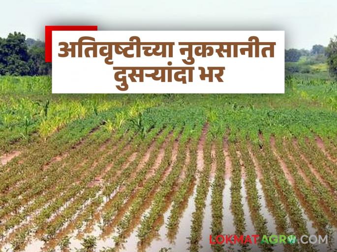 Nature's perverse vision: Heavy rains turn crops on 91 thousand hectares into ashes; extent of damage increases | निसर्गाची वक्रदृष्टी : ९१ हजार हेक्टरवरील पिकांची अतिवृष्टीने झाली राखरांगोळी; नुकसानीचा आवाका वाढला