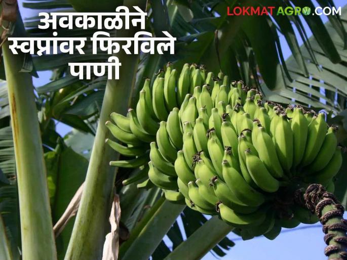 Ramadan demand drops, fear of untimely losses; Banana prices plummet | रमजानची मागणी घटली त्यात अवकाळीच्या नुकसानीची भिती; केळी दर गडगडले Ramadan demand drops, fear of untimely losses; Banana prices plummet | रमजानची मागणी घटली त्यात अवकाळीच्या नुकसानीची भिती; केळी दर गडगडले
