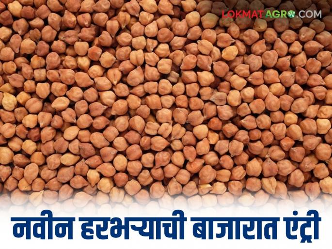 New gram enters the market; Read what is the price being offered | नवीन हरभऱ्याची बाजारात एंट्री; वाचा काय मिळतोय दर New gram enters the market; Read what is the price being offered | नवीन हरभऱ्याची बाजारात एंट्री; वाचा काय मिळतोय दर