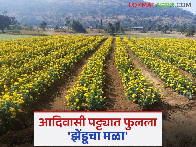 Irrigation scheme's farm ponds have benefited; Along with Rabi crops, vegetable and flower gardens have started flourishing in the tribal belt | सिंचन योजनेच्या शेततळ्यांचा झाला फायदा; रब्बीच्या पिकांबरोबर भाजीपाला, फुलशेतीचे आदिवासी पट्ट्यात फुलवू लागले मळे