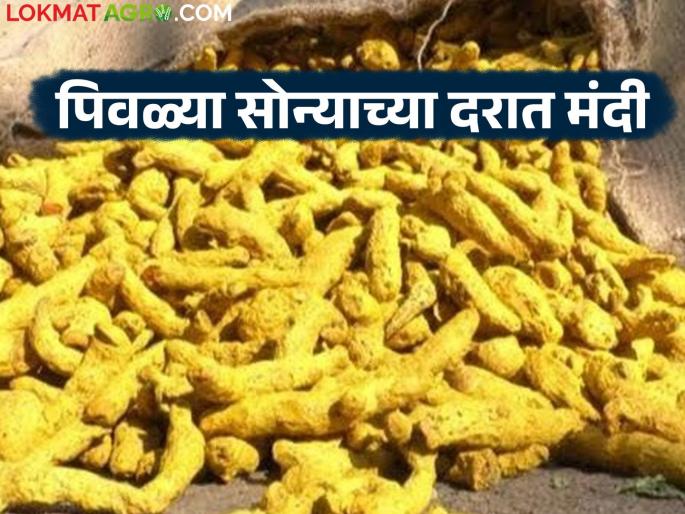 When will the price of yellow gold increase? Turmeric farmers are waiting for the price increase | पिवळ्या सोन्याचे दर कधी वाढणार? हळद उत्पादक शेतकरी दर वाढीच्या प्रतीक्षेत When will the price of yellow gold increase? Turmeric farmers are waiting for the price increase | पिवळ्या सोन्याचे दर कधी वाढणार? हळद उत्पादक शेतकरी दर वाढीच्या प्रतीक्षेत