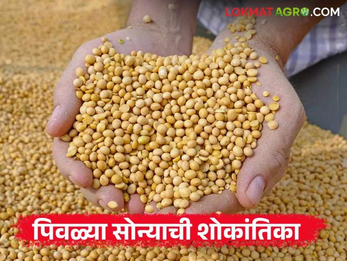 Why ignore the hard work, time and investment of producers while determining soybean prices in the market? | बाजारात सोयाबीन दर ठरवितांना उत्पादकांच्या कष्ट, वेळ आणि गुंतवणूकीला दुर्लक्ष का?