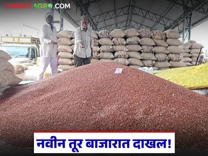 New arrivals in the agricultural market; Prices of groundnuts, maize, sugarcane increase | शेतमाल बाजारपेठेत नवीन तूर दाखल; शेंगदाणा, मका, सरकी ढेपेच्या दरात वाढ