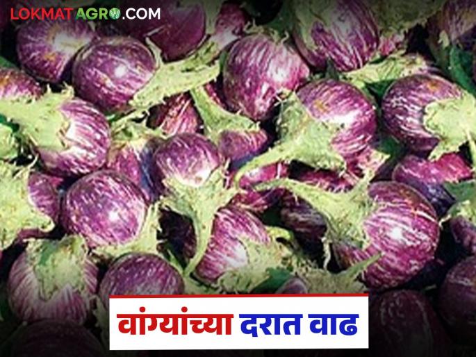 Price of brinjals increases due to Champashashti; prices of other vegetables also rise in the market | चंपाषष्ठीमुळे वांग्यांच्या दरात वाढ; बाजारात इतर भाज्यांच्या दरातही तेजी
