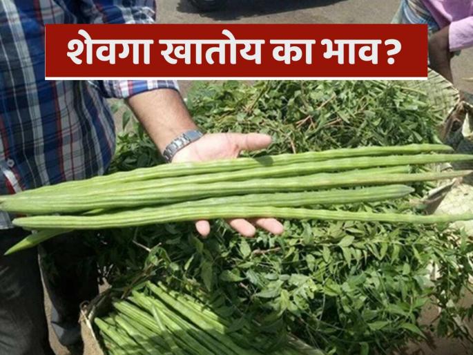 Is the price of shevga increasing? Read detailed information about the market price of shevga in the state | शेवगा खातोय का भाव? वाचा राज्यातील शेवगा बाजारदराची सविस्तर माहिती