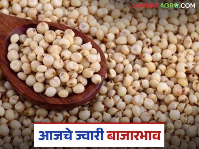 Jwari Bazaar Bhav: Is sorghum getting satisfactory prices in the state? Read today's sorghum market prices | Jwari Bajar Bhav : राज्यात ज्वारीला मिळतोय का समाधानकारक दर? वाचा आजचे ज्वारी बाजारभाव