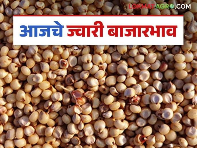 Jwari Bazaar Bhav: From Shalu to Maldandi, read which varieties of jowar are getting the highest price | Jwari Bajar Bhav : शाळू पासून ते मालदांडी पर्यंत वाचा कोणत्या वाणांच्या ज्वारीला मिळतोय सर्वाधिक दर Jwari Bazaar Bhav: From Shalu to Maldandi, read which varieties of jowar are getting the highest price | Jwari Bajar Bhav : शाळू पासून ते मालदांडी पर्यंत वाचा कोणत्या वाणांच्या ज्वारीला मिळतोय सर्वाधिक दर