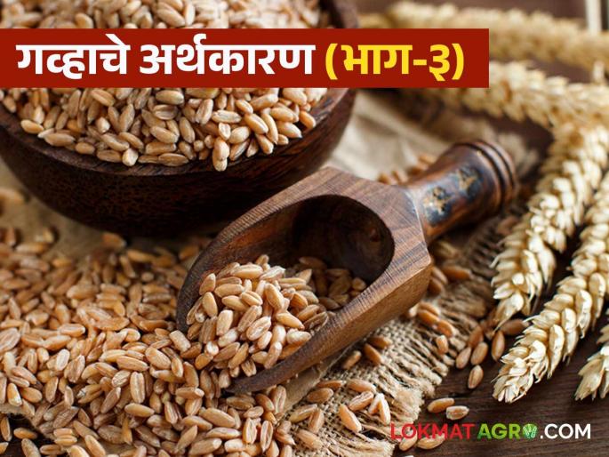 Effect of government decision on wheat price; Wheat farmers in trouble | शासनाच्या निर्णयाचा गव्हाच्या भावावर परिणाम; गहू उत्पादक शेतकरी अडचणीत Effect of government decision on wheat price; Wheat farmers in trouble | शासनाच्या निर्णयाचा गव्हाच्या भावावर परिणाम; गहू उत्पादक शेतकरी अडचणीत