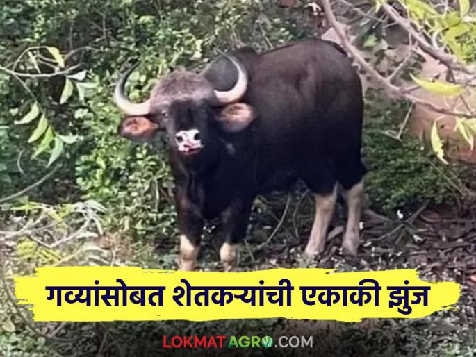 They repeatedly come to the fields and destroy the grain; Farmers' fight against wild boars is lonely due to the neglect of the forest department | पुन्हा पुन्हा शेतात येऊन धान्य करतात फस्त; वन विभागाच्या दुर्लक्षामुळे शेतकऱ्यांची रानगव्या सोबत झुंज एकाकी They repeatedly come to the fields and destroy the grain; Farmers' fight against wild boars is lonely due to the neglect of the forest department | पुन्हा पुन्हा शेतात येऊन धान्य करतात फस्त; वन विभागाच्या दुर्लक्षामुळे शेतकऱ्यांची रानगव्या सोबत झुंज एकाकी