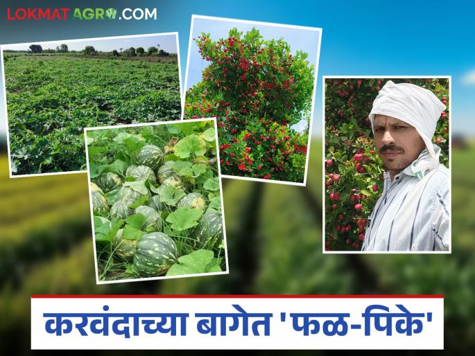 Abinggaon farmer's 'free farming' experiment successful; Income of Rs 1.5 lakhs obtained from one and a half acres | इंजनगावच्या शेतकऱ्याचा 'विनाखर्च शेती' चा प्रयोग यशस्वी; दीड एकरांत मिळाले दीड लाखांचे उत्पन्न