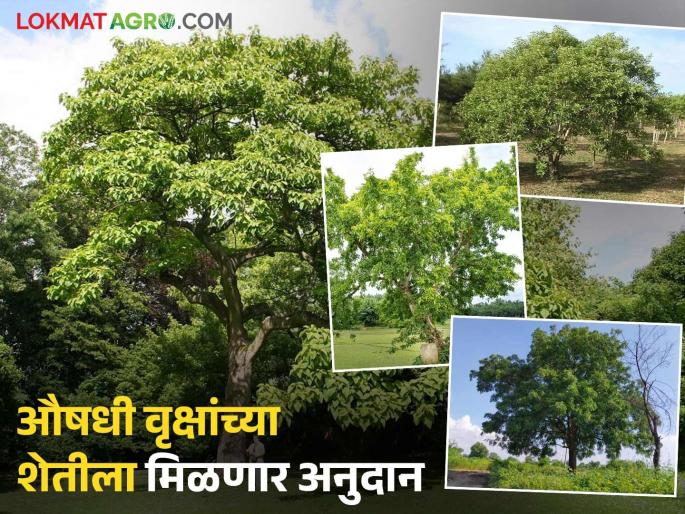 Plant medicinal trees on wasteland and promote agriculture. You will also get financial support and a subsidy. | पडीक जमिनीवर औषधी वृक्षांची लागवड करून शेतीला लावा आर्थिक हातभार सोबत अनुदानही मिळणार