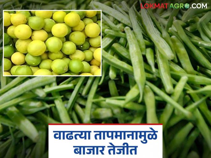 After lemon, gavar prices are also falling; Market arrivals are low due to rising temperatures | लिंबू पाठोपाठ गवारही खातोय भाव; वाढत्या तापमानामुळे बाजारात आवक कमी After lemon, gavar prices are also falling; Market arrivals are low due to rising temperatures | लिंबू पाठोपाठ गवारही खातोय भाव; वाढत्या तापमानामुळे बाजारात आवक कमी