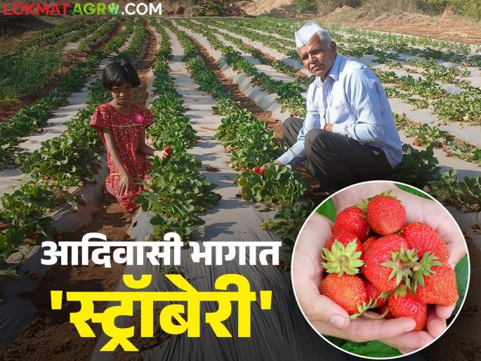 Farmers are becoming prosperous with modern farming techniques; a successful experiment of strawberry farming by farmers in tribal areas | आधुनिक पीक पद्धतीने शेतकरी होतोय समृद्ध; आदिवासी भागातील शेतकऱ्यांचा स्ट्रॉबेरी शेतीचा यशस्वी प्रयोग Farmers are becoming prosperous with modern farming techniques; a successful experiment of strawberry farming by farmers in tribal areas | आधुनिक पीक पद्धतीने शेतकरी होतोय समृद्ध; आदिवासी भागातील शेतकऱ्यांचा स्ट्रॉबेरी शेतीचा यशस्वी प्रयोग