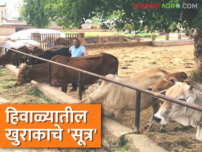Animal Winter Management: Keep this formula for feeding animals in winter in mind; there will be no reduction in financial benefits | Animal Winter Management : हिवाळ्यात जनावरांच्या आहाराचे 'हे' सूत्र ठेवा ध्यानी; आर्थिक फायद्यात होणार नाही कमी Animal Winter Management: Keep this formula for feeding animals in winter in mind; there will be no reduction in financial benefits | Animal Winter Management : हिवाळ्यात जनावरांच्या आहाराचे 'हे' सूत्र ठेवा ध्यानी; आर्थिक फायद्यात होणार नाही कमी